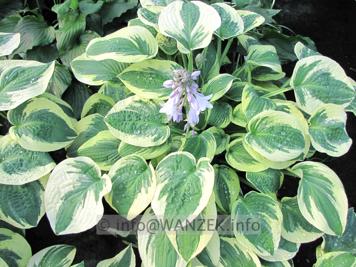 Hosta Hybride Wide Brim 02.JPG